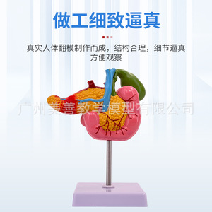 Modèles pathologiques simulés du pancréas, du duodénum et de la vésicule biliaire ; enseignement des spécimens du système digestif, y compris - Product Image 2
