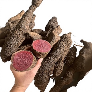 Acanthopanax Trifoliatus Syn. Eleutherococcus Trifoliatus, Rodajas de Raíz Espinosa Natural, Secadas al Sol, Materia Prima Herbal, Hierbas de Vietnam - Product Image 1