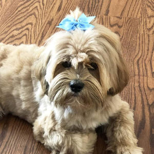 HipGirl Lazos para <span class=keywords><strong>el</strong></span> pelo de perro - 8 unidades, 3 pulgadas, pinzas pequeñas para <span class=keywords><strong>el</strong></span> pelo de perro para peluquería, accesorios de peinado con pinza de cocodrilo para razas medianas y pequeñas - Product Image 2