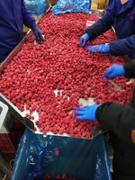 Framboises surgelées en gros à prix compétitif pour l'exportation