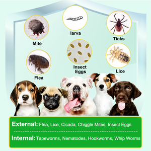 Traitement <span class=keywords><strong>anti</strong></span>-<span class=keywords><strong>puces</strong></span> et tiques pour chiens sous marque privée – Complément alimentaire pour la santé des animaux, vitamines et suppléments, comprimés à mâcher naturels pour la prévention - Product Image 2
