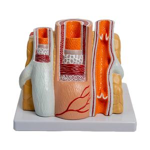 Simulación de arterias y venas humanas con jerarquía vascular ampliada, modelo anatómico cardiovascular - Product Image 1