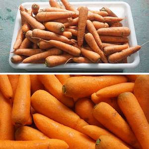 Machine à éplucher les pommes de terre industrielle en acier inoxydable, machine automatique de lavage et d'épluchage des carottes et des pommes de terre - Product Image 5