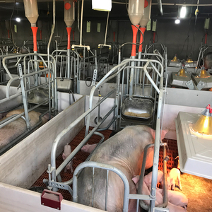 Box de maternité galvanisé pour truies d'élevage avec plancher en fonte - Product Image 2