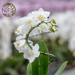 NIF bahçe bitki destek klipleri orkide kök klipler çiçek klipler kanca bahçecilik için - Product Image 4