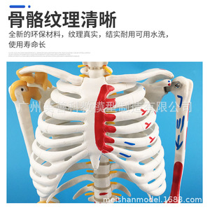 Modelo de esqueleto humano, 85 cm, con la mitad de los músculos coloreados, puntos de origen e inserción muscular, ligamentos, modelo de masaje. - Product Image 4