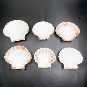 Coquilles de pétoncles colorées coquilles de mer naturelles coquilles de pétoncles crues pour la cuisson bricolage artisanat <span class=keywords><strong>plage</strong></span> décor de fête de mariage - Product Image 6