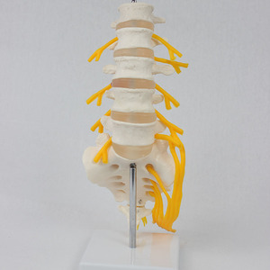 Modèle de squelette humain à 5 vertèbres lombaires, sacrum et nerfs épicaudaux ouverts, modèle III, vente en gros du fabricant - Product Image 1