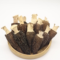 Meilleure vente de champignons secs à tige naturelle fraîche, champignons sauvages Morchella Conica