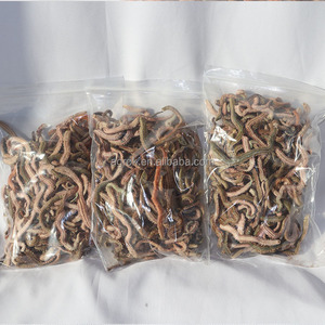 เหยื่อสดพิมพ์ลายหนอนแดงสำหรับตกปลาทะเล ทะเลสาบ และลำธาร-เหยื่อสำหรับปลาทะเล - Product Image 3