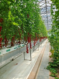 Large Multi-Span Agricultural Greenhouses Low <strong>Cost</strong> <strong>Poly</strong> <strong>Tunnel</strong> for Cucumber Vegetables &amp; Tomato Growth PC Sheet Cover - Product Image 3