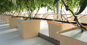 Pots de <span class=keywords><strong>plantation</strong></span> Noir Seaux Hollandais <span class=keywords><strong>Pour</strong></span> Hydroponique Seaux Bato - Product Image 2