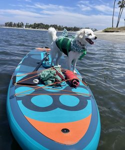 Tabla de Paddle Surf BIGFLY DOG, Material Drop Stitch, Extra Ancha, Inflable, 11'6''*35''*6'', Multiusos, BF02, Skatinger, Venta al Por Mayor - Product Image 1