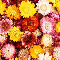 Bunga Krisan Kering Alami Berwarna-warni, Helichrysum Bracteatum untuk Teh Bunga & Dekorasi Bunga Kering Pasokan Grosir