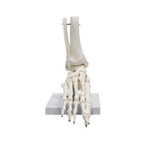 Modello di Osso del Piede Umano Smontabile per l'Insegnamento, Modello Scheletrico del Piede Umano - Product Image 1