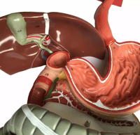 Modelo Anatómico de PVC del Sistema Digestivo Humano para Enseñanza y Formación Médica, con Certificación CE/ISO