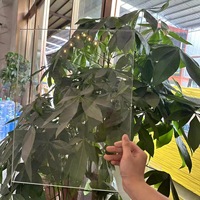 Plaque solide en polycarbonate 0,8 mm transparente résistante aux UV pour couverture protectrice, vitrage industriel, fabricant et fournisseur OEM