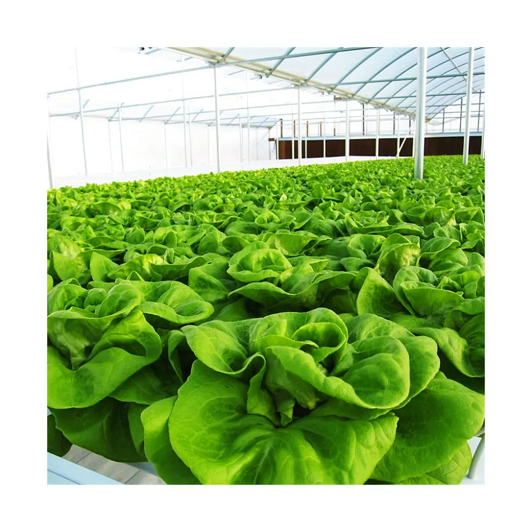 Nft Channel Factory Direct Sale Agricultural Greenhouse Indoor Farm Hydroponic System 6m Long Nft Channel PVC Lettuce Planting