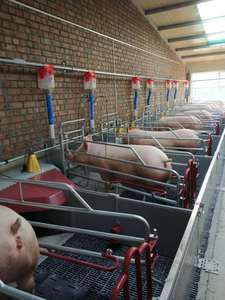 Sistema de alimentación para jaulas de parideras con comedero para cerdas y comedero para lechones - Product Image 6