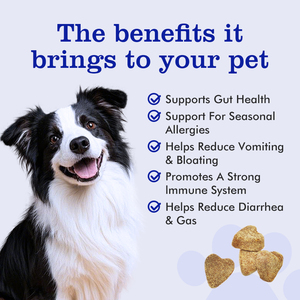 Integratore Nutrizionale per Animali Domestici <span class=keywords><strong>in</strong></span> Bocconcini Morbidi all'Ingrosso di Fabbrica Multivitaminico 11 <span class=keywords><strong>in</strong></span> 1 per Cani Integratore Vitaminico per la Salute - Product Image 2