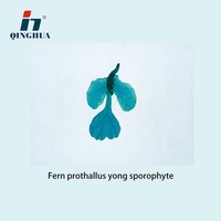 Microscope Slide Section of Fern Prothallus Yong Sporophyte Educational Slide Section Slides