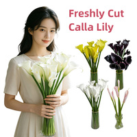 Bouquet de fleurs de lys calla fraîchement coupées 2026, blanc, noir, jaune, rose, provenant de Yunnan Kunming