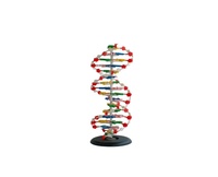 Jouet éducatif biologique Structure de l'ADN génétique Modèle de structure à double hélice d'ADN