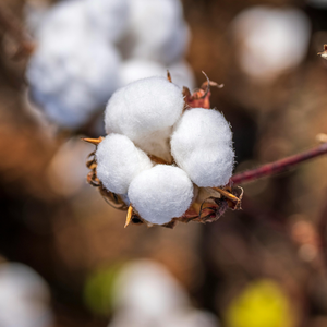 Prix de gros 100% soie de mûrier biologique de qualité supérieure Insert de couette en soie lavable pour la maison et l'hôtel ODM du fabricant vietnamien - Product Image 4