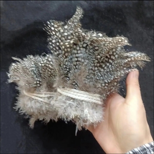 Venta al por mayor 3-5 "Natural Strung <span class=keywords><strong>Guinea</strong></span> Fowl Spotted Feathers Fly Tying Feathers para decoración Party Feather - Product Image 1