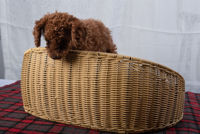 Grand panier tressé pour animaux de compagnie en rotin PP, respirant, lavable et durable, pour chiens et chatons d'intérieur, idéal pour la décoration du salon
