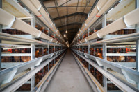Poulailler Élevage de volailles cage à poulets de type h avec contrôle automatique de la température