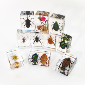 نموذج حشرة خنفساء الورد الخضراء بنجي SZ009، عينة حشرات محفوظة في الراتنج تبدو حقيقية، هدية حرفية للمجموعات - Product Image 6