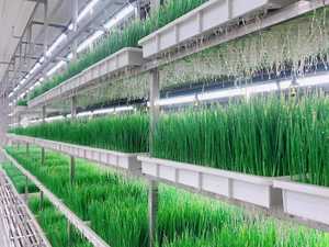 Solución hidropónica de trigo/gabinetes de cultivo automáticos de alimentación de trigo, precio automático del sistema de cría de plántulas de alfalfa - Product Image 6