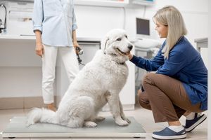 300 किग्रा पशु चिकित्सक स्केल पशु वजन मापने का डिजिटल इलेक्ट्रॉनिक वजन मापने वाला कुत्ता बिल्ली पालतू पशु स्केल - Product Image 3