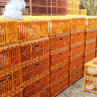 Cage de transport en plastique de grande taille pour la Turquie, cage de transport pour volailles vivantes, caisse de transport pour canard, oie, poulet