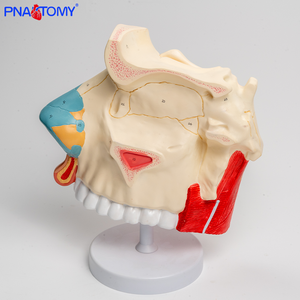 Modelo anatómico <span class=keywords><strong>de</strong></span> la cavidad nasal tres veces más grande con secciones transversales <span class=keywords><strong>de</strong></span> hueso nasal y <span class=keywords><strong>cartílago</strong></span> para la ciencia médica - Product Image 2