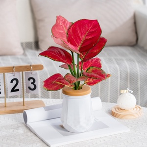 Vaso per Fiori Idroponico Moderno <span class=keywords><strong>in</strong></span> Plastica Trasparente Meixuan, Durevole, Sostenibile, Creativo, Piccolo Vaso per Coltivazione <span class=keywords><strong>in</strong></span> Acqua, Giardino Verde - Product Image 4