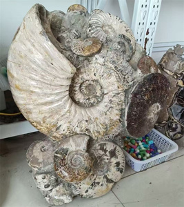 <span class=keywords><strong>Ammonite</strong></span> naturelle <span class=keywords><strong>fossile</strong></span> conque cristal spécimen Madagascar brillant escargot <span class=keywords><strong>fossile</strong></span> minéral à vendre - Product Image 2