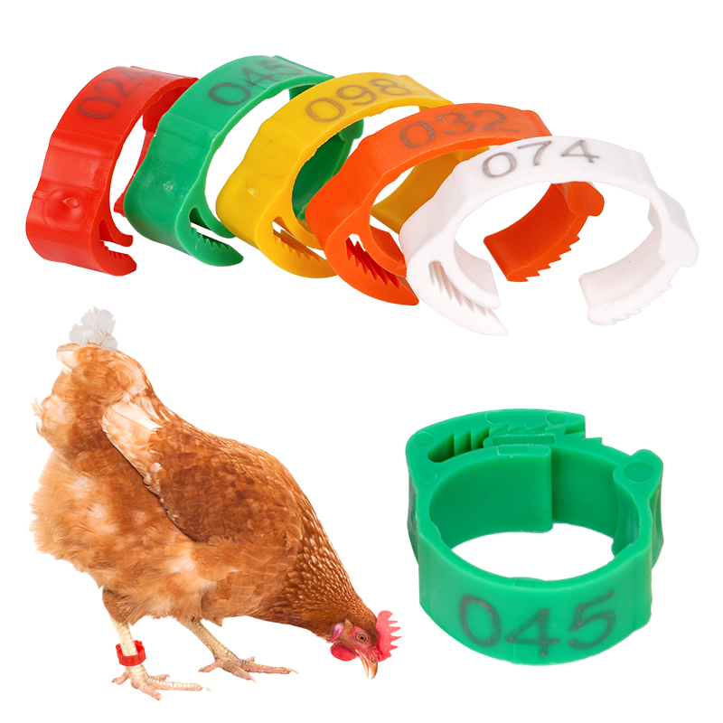 Haofy 100 Pezzi Fasce per Zampe di Identificazione di Pollo Clip Fai-da-Te Regolabili su Fasce per Anatre, per Uccelli, Anatre e Polli, Etichette Rotonde Bande di Identificazione per