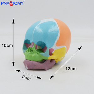 Modelo de calavera infantil de colores 1:1, identificación Digital, huesos frontales, fontanelas, Anatomía Mandibular, material didáctico, pantalla médica - Product Image 3