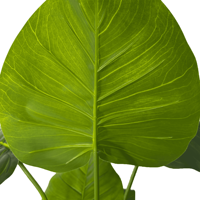 Arbre Bonsaï Pothos Artificiel Décoratif de 60cm avec Feuilles en Plastique pour Affichage de Table Plante Artificielle pour la Décoration Intérieure