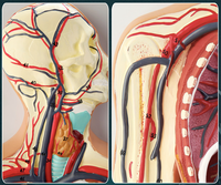 Modèle en relief de haute qualité du système circulatoire humain pour la science médicale, modèle anatomique du circulation sanguine humaine