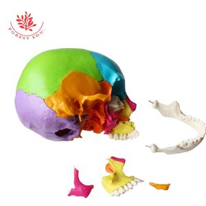 <span class=keywords><strong>El</strong></span> modelo de cráneo anatómico médico incluye FRT025 pintado de colores, <span class=keywords><strong>el</strong></span> hueso entero se puede dividir en 22 Partes, modelo de <span class=keywords><strong>esqueleto</strong></span> de cráneo - Product Image 2