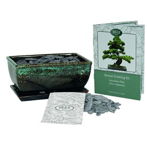 Kit de Bonsái de Pino <span class=keywords><strong>Pinea</strong></span> BEES, Juego Completo con Macetas para Principiantes y Entusiastas, Jardín Interior y Exterior - Product Image 3