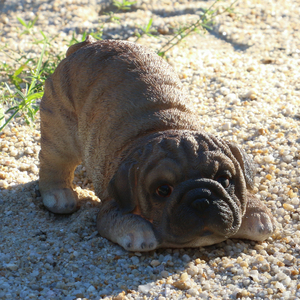 Conception personnalisée mini pendaison bouledogue français en résine chien <span class=keywords><strong>carlin</strong></span>, décor chien figurines en <span class=keywords><strong>gros</strong></span> # - Product Image 3