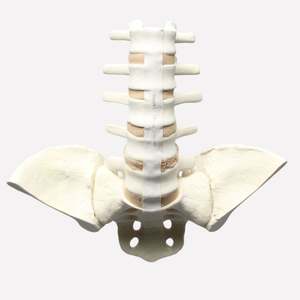 KyrenMed tulang belakang busa padat dengan daun Iliac L1 sampai busa sakrum kortikal Lumbar tulang belakang untuk praktek bedah ortopedi - Product Image 1