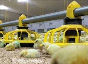 Alimentadores e bebedores para aves domésticas - Product Image 2