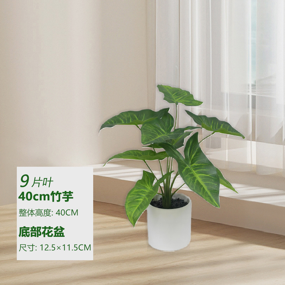 Kudzu 40cm