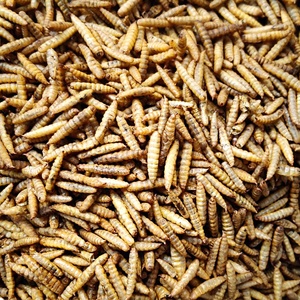 Larvas de moscas de soldado negro secas en microondas para alimentos para mascotas de aves de alta proteína <span class=keywords><strong>BSF</strong></span> - Product Image 5