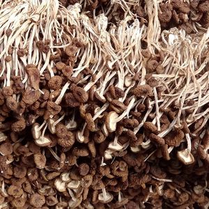 Agrocybe <span class=keywords><strong>Aegerita</strong></span> Champignon Entier Brut Cultivé Séché 1kg - Product Image 3